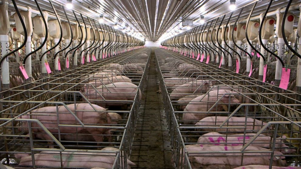 PHOTO: Gestation crates, or sow stalls, that confine female pigs during breeding and pregnancy are widely used across the pork industry. California's Proposition 12 would ban the crates and the sale of pork from farms that use them.
