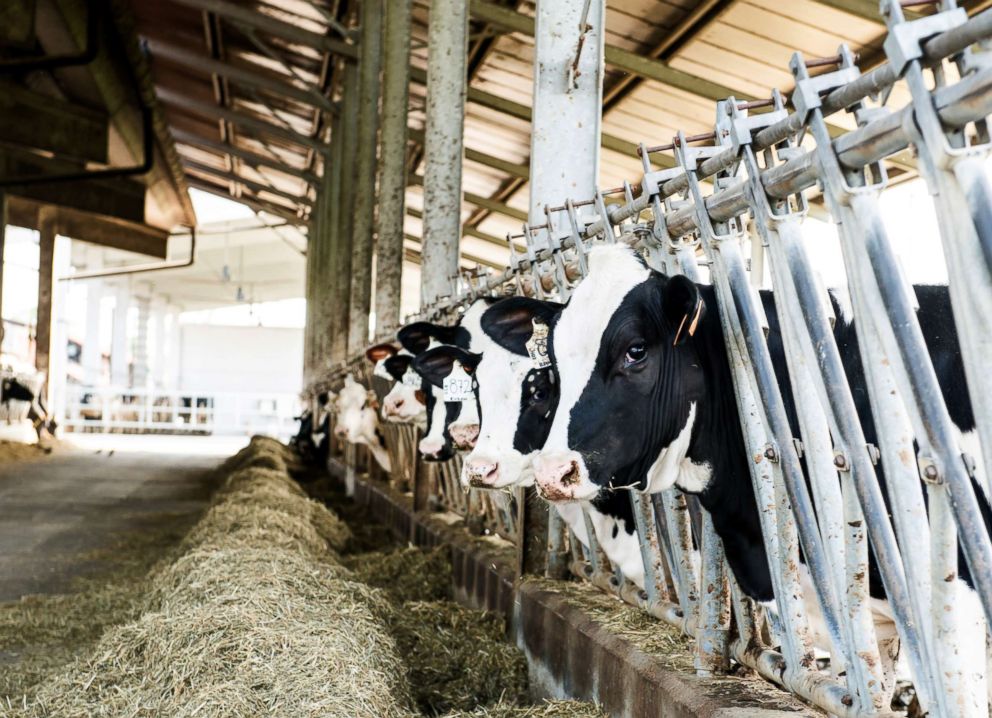 PHOTO: Dairy cows feed in this undated stock photo.