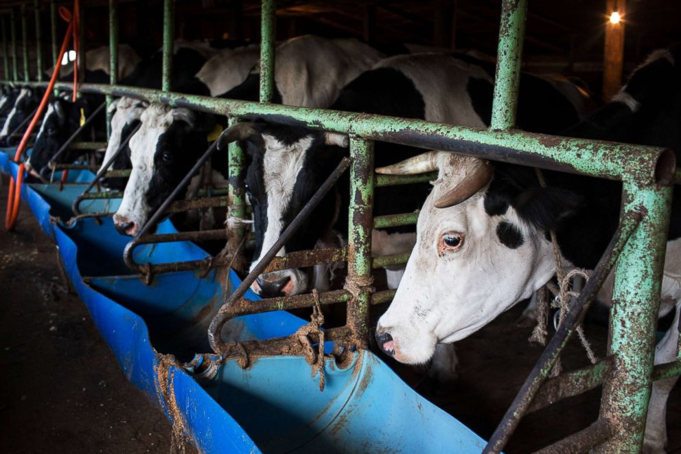 PHOTO: Cows stand in a milking shed at a dairy farm. 