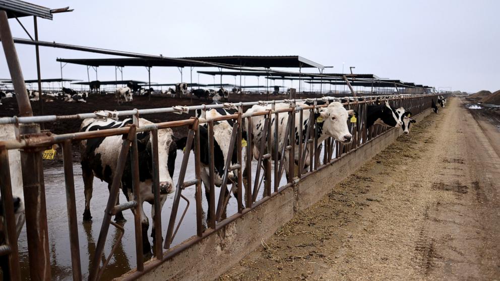 PHOTO: Cattle graze and eat there feed at T-Bar Dairy Farm in Porterville, California, on December 17, 2024.
