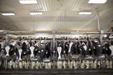 PHOTO: Cows stand in the milking parlour at the Lake Breeze Dairy farm in Malone, Wisc. on May 31, 2016.