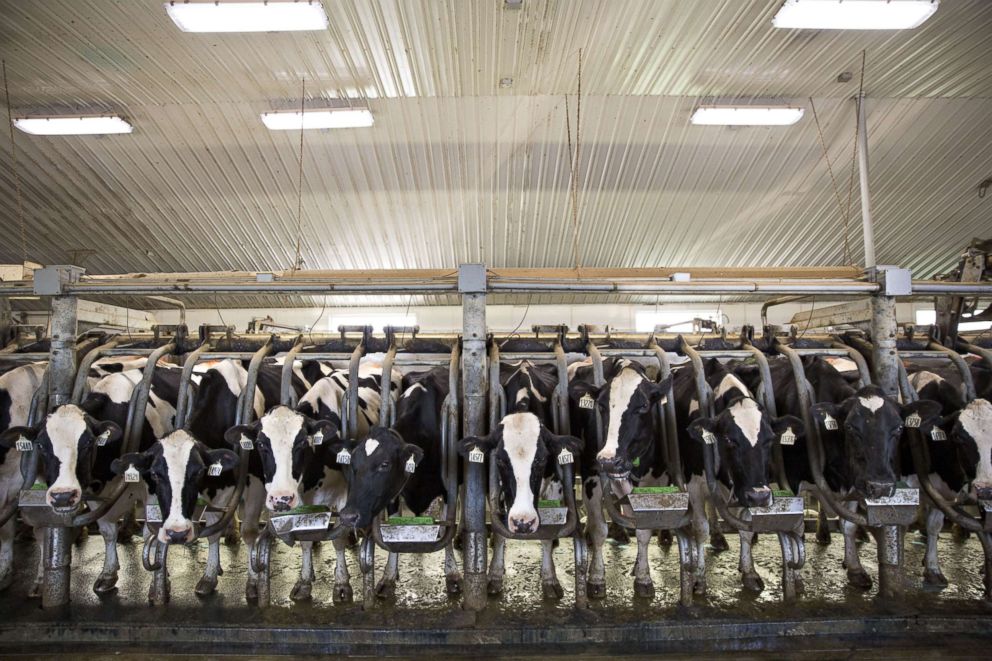 PHOTO: Cows stand in the milking parlour at the Lake Breeze Dairy farm in Malone, Wisc. on May 31, 2016. 