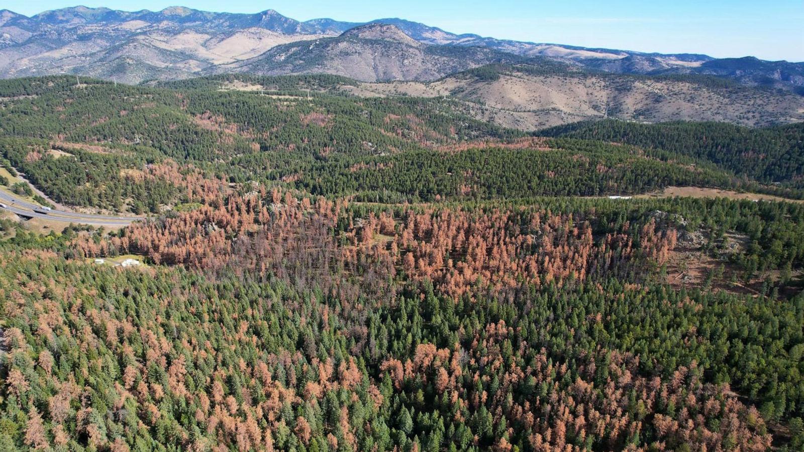 Killer beetles, tinderbox forests: Climate change costs center stage at Supreme Court