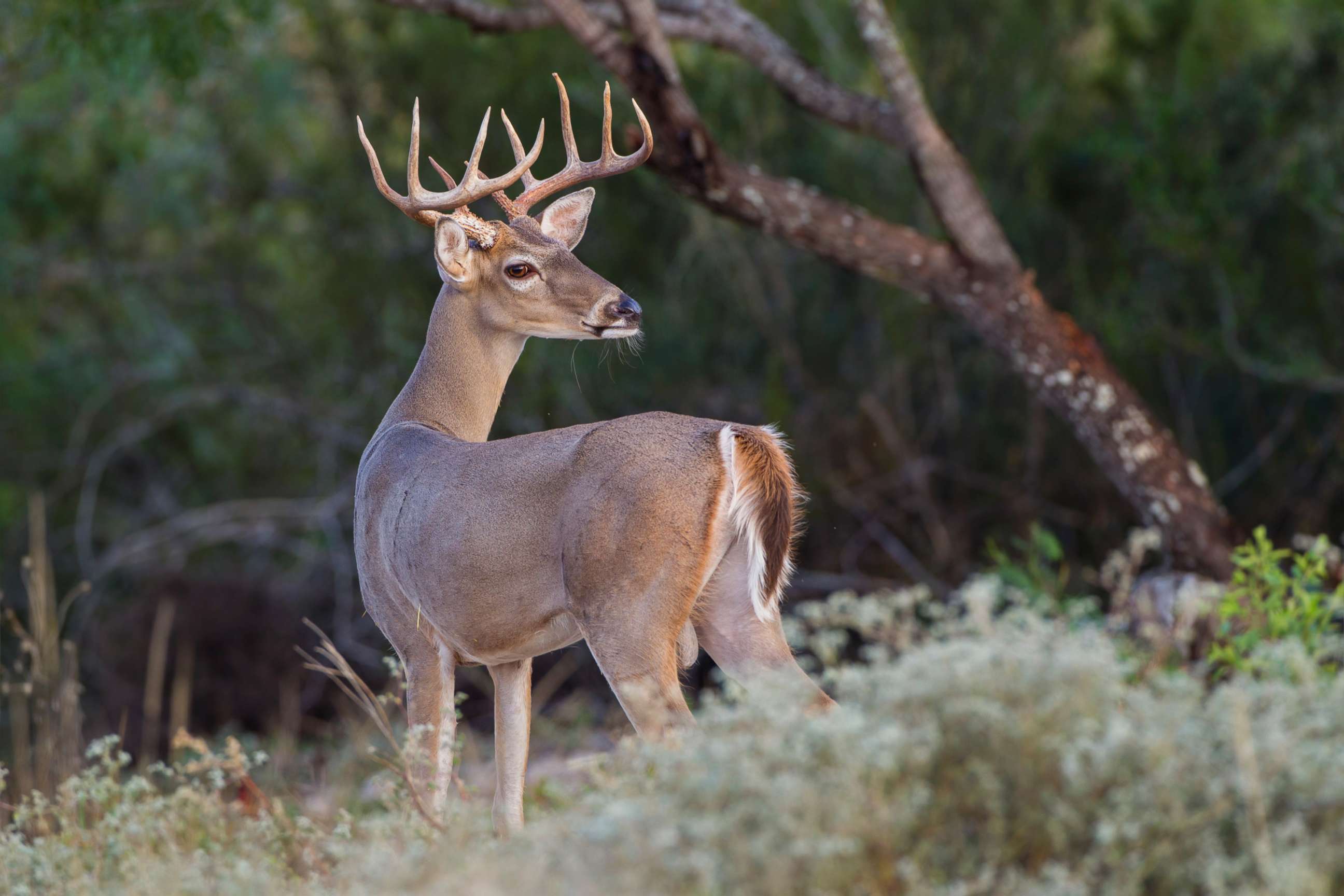 PHOTO: A white-tailed deer buck is pictured Webb County, Texas in an undated stock photo.