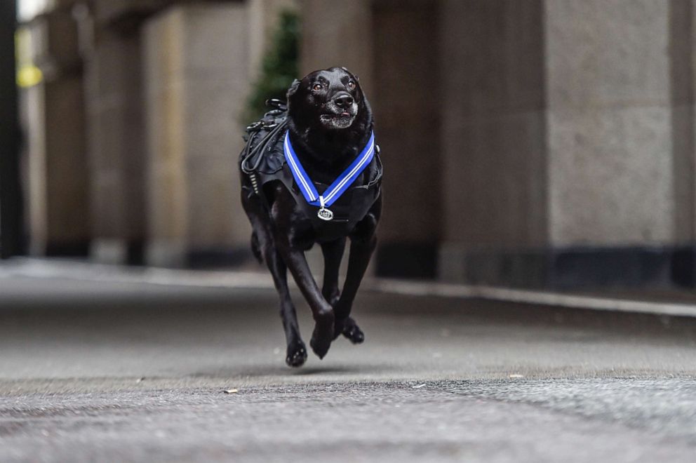 PHOTO: Special Operations Canine Hurricane on Oct. 4, 2019 in London.