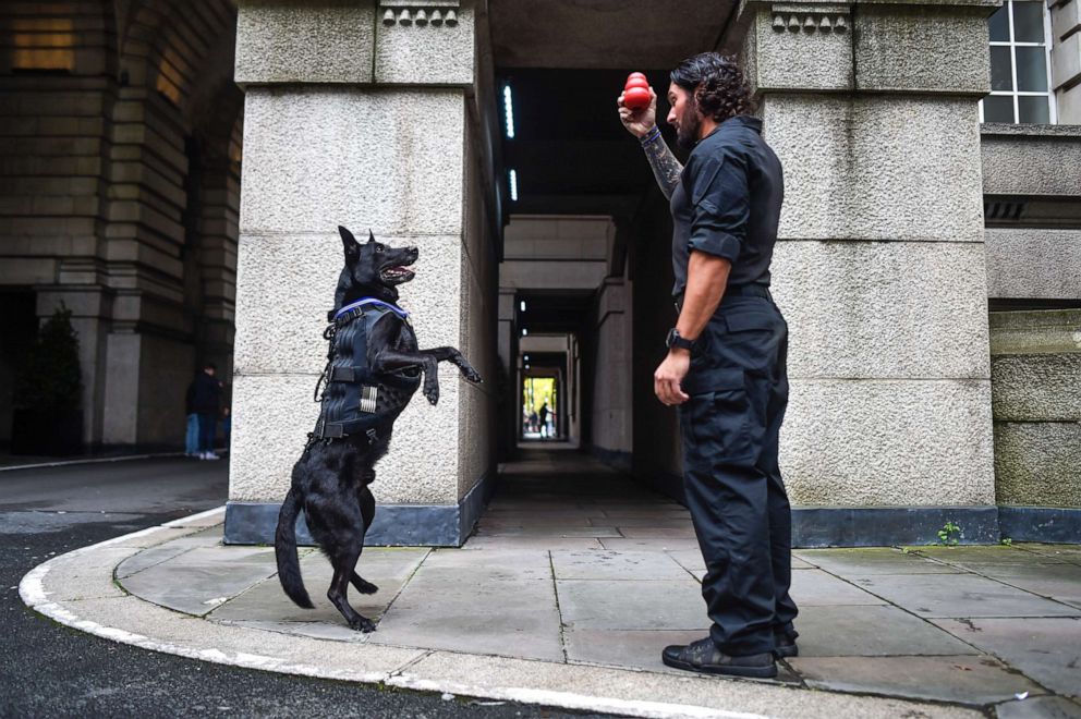 PHOTO:Special Operations Canine Hurricane plays with his handler Officer Marshall Mirarchi on Oct. 4, 2019 in London.