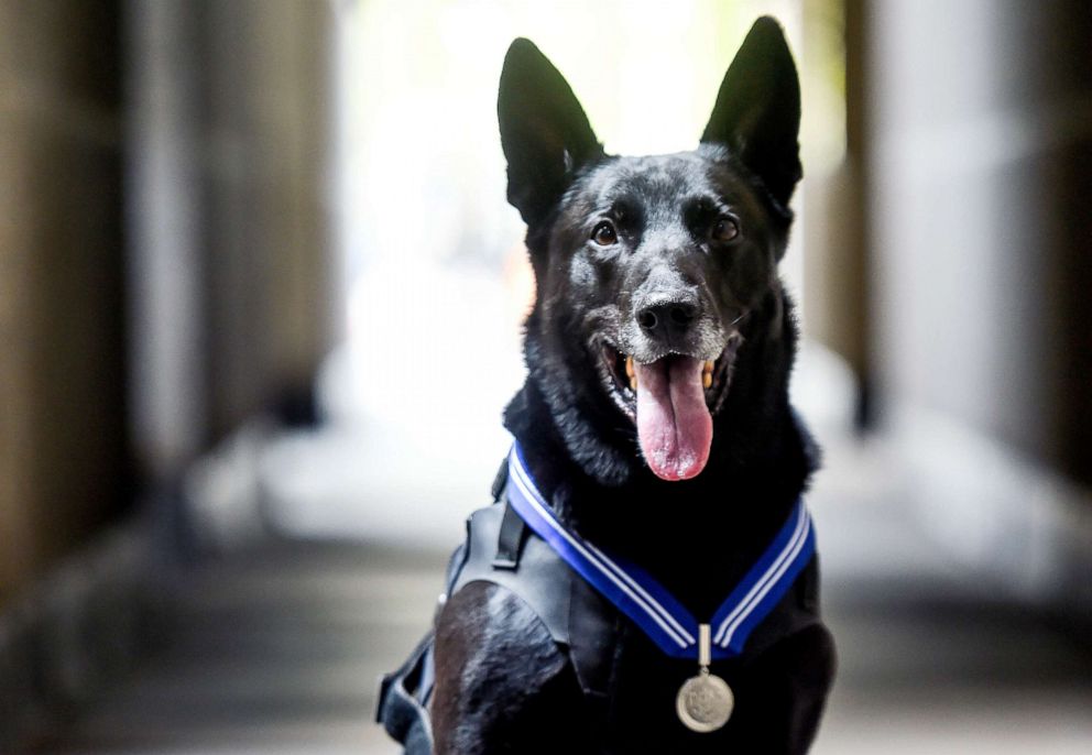 PHOTO: Special Operations Canine Hurricane on Oct. 4, 2019 in London.