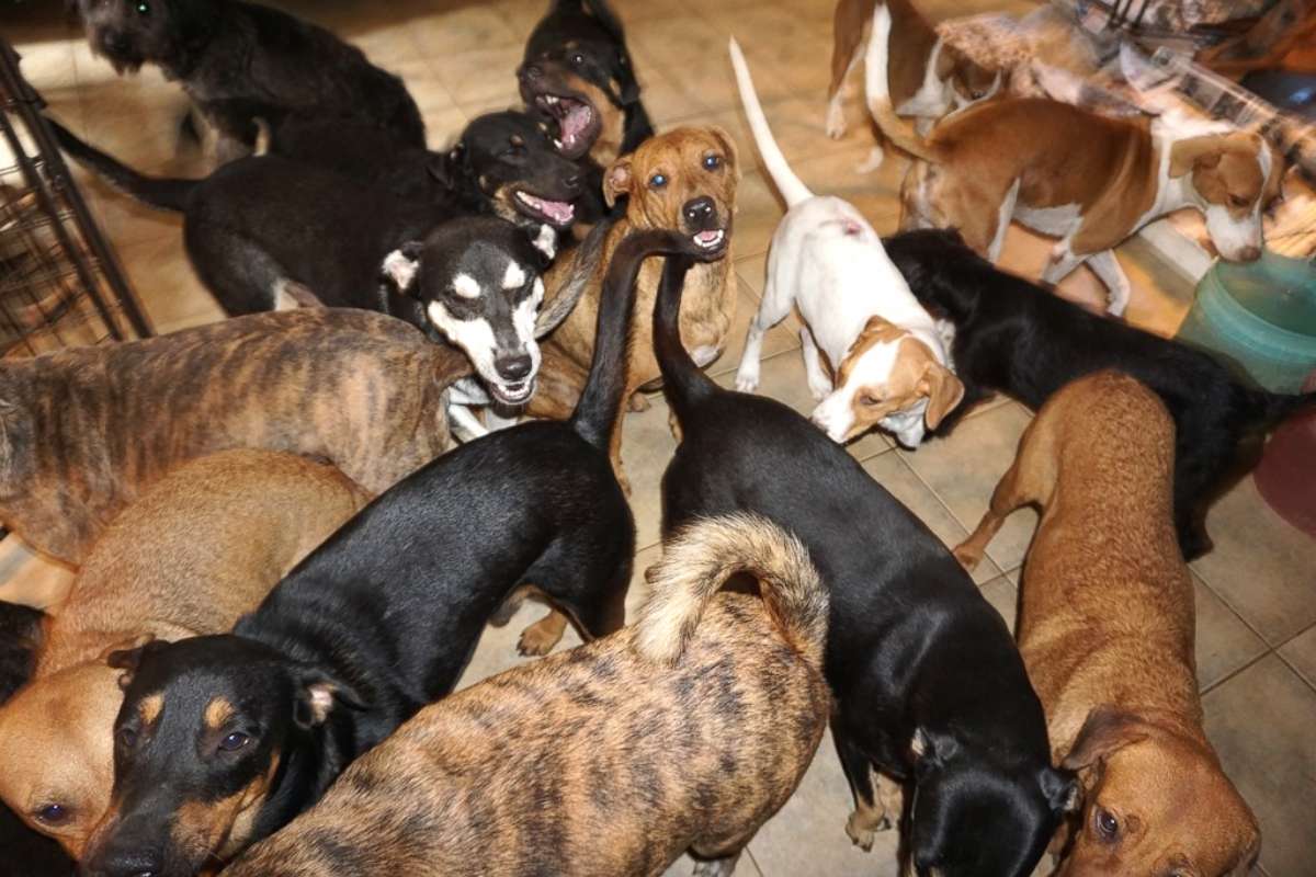 PHOTO: Chella Phillips has opened her home in Nassau, Bahamas, to 97 dogs to rescue them from the Hurricane Dorian.