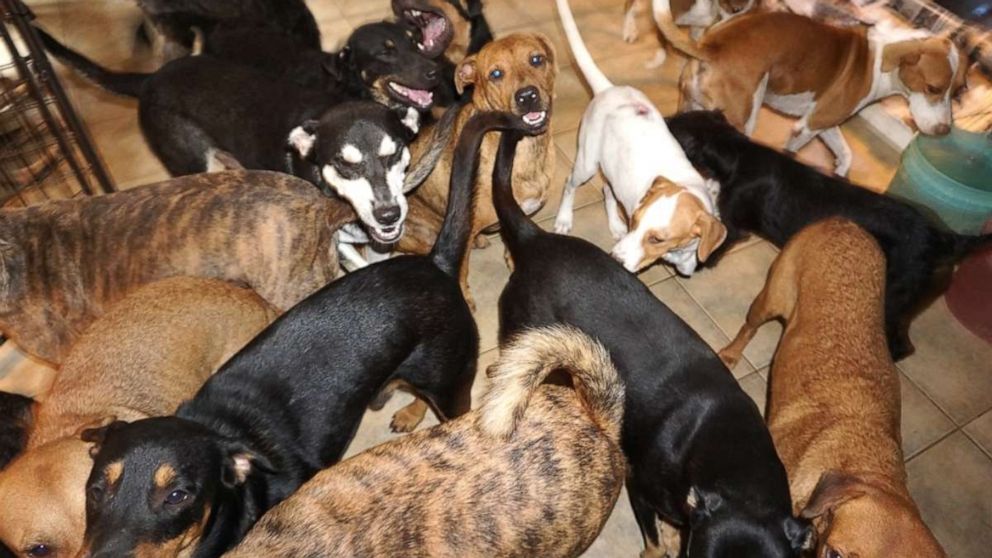 PHOTO: Chella Phillips has opened her home in Nassau, Bahamas, to 97 dogs to rescue them from the Hurricane Dorian.