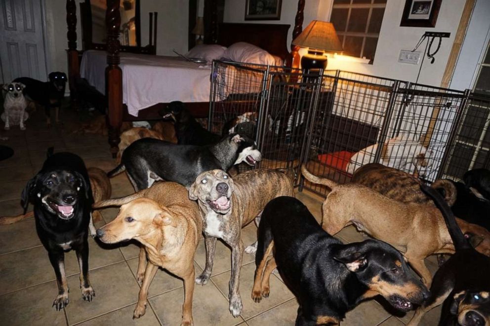 PHOTO: Chella Phillips has opened her home in Nassau, Bahamas, to 97 dogs to rescue them from the Hurricane Dorian.