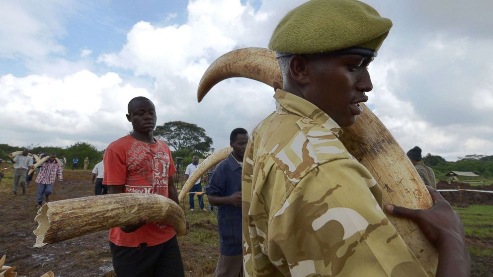 A Kenya Wildlife Services (KWS) ranger leads a team of volunteers to carry elephant tusks to a burning site on April 20, 2016, at Nairobi's national park in preparation for a historic burning of tonnes of ivory, rhino-horn and other confiscated wildlife trophies.
