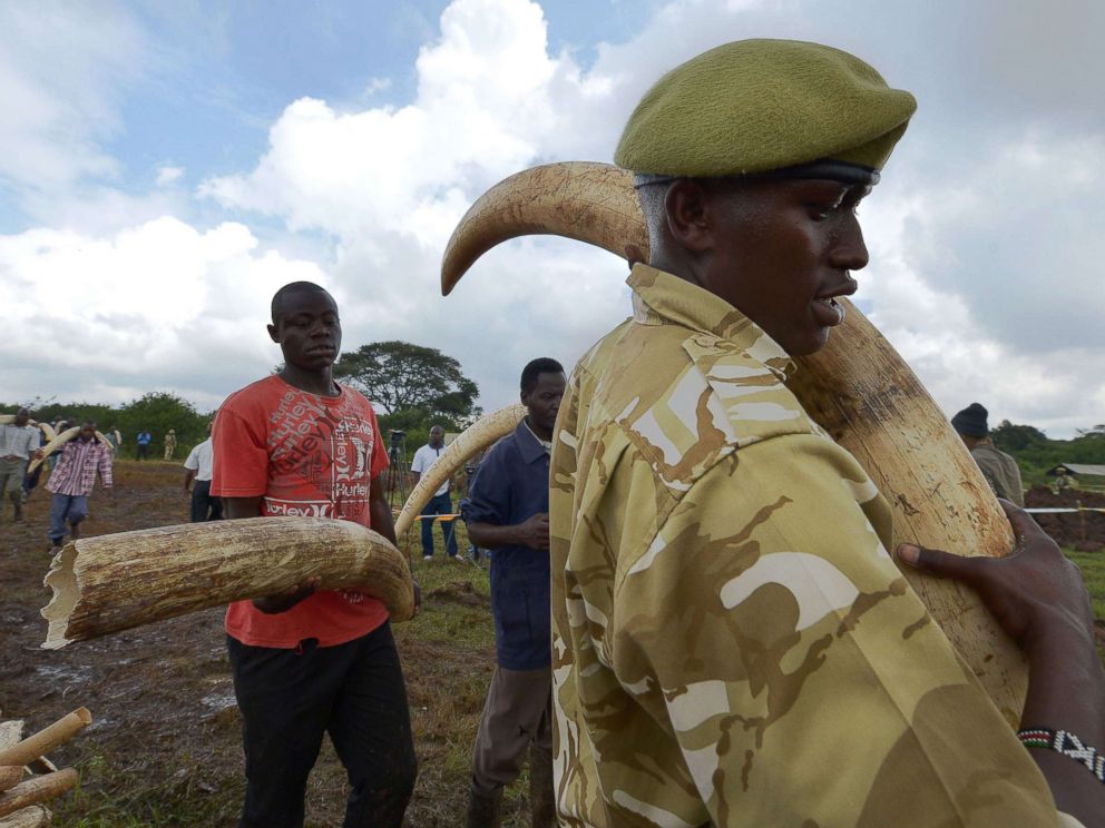 PHOTO: A Kenya Wildlife Services (KWS) ranger leads volunteers to carry elephant tusks to a burning site on April 20, 2016, at Nairobi's national park for a historic burning of tonnes of ivory, rhino-horn and other confiscated wildlife trophies.
