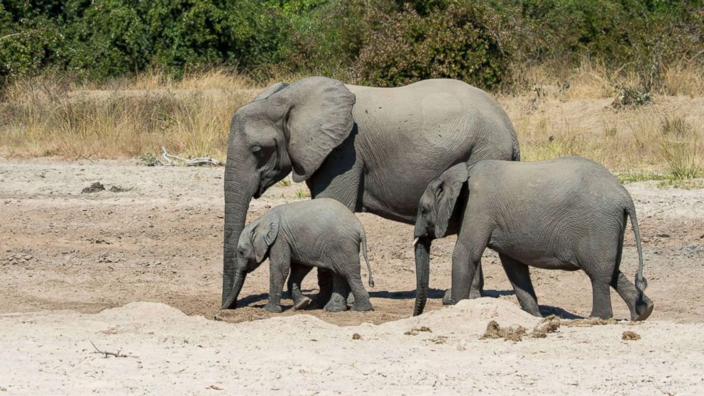African elephants (Loxodonta africana) with baby digging for water and drinking in a dry riverbed in South Luangwa National Park in eastern Zambia, June 2, 2016. 