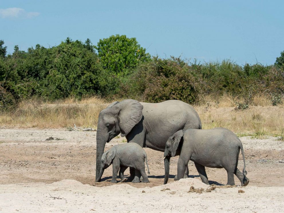 PHOTO: African elephants (Loxodonta africana) with baby digging for water and drinking in a dry riverbed in South Luangwa National Park in eastern Zambia, June 2, 2016.