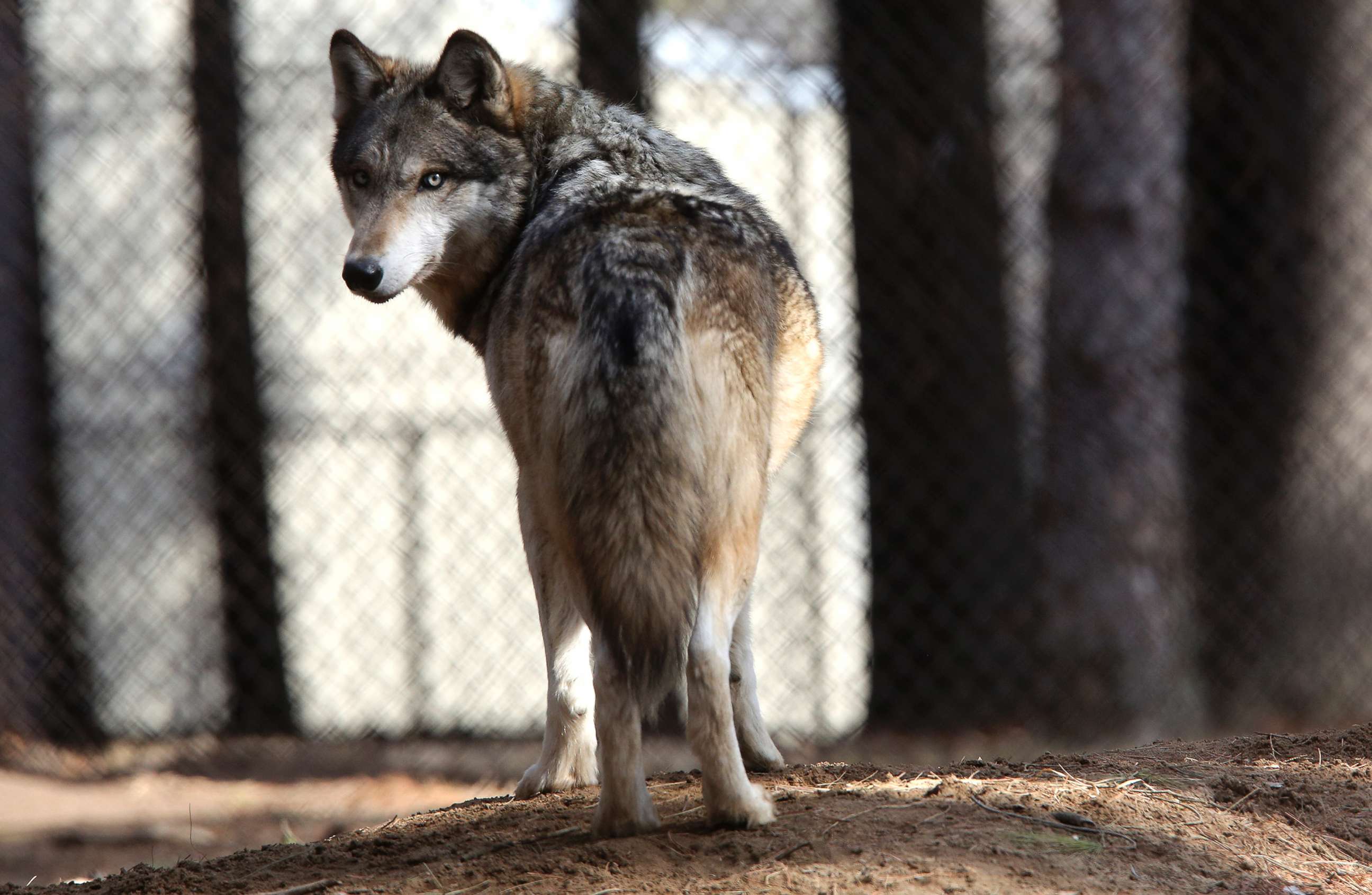 PHOTO: In this April 11, 2018 photo, a grey wolf stands at the Osborne Nature Wildlife Center south of Elkader, Iowa.