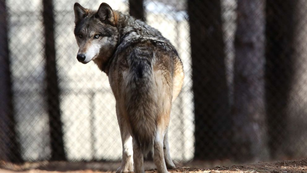 PHOTO: In this April 11, 2018 photo, a grey wolf stands at the Osborne Nature Wildlife Center south of Elkader, Iowa.