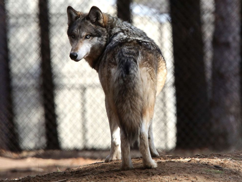 PHOTO: In this April 11, 2018 photo, a grey wolf stands at the Osborne Nature Wildlife Center south of Elkader, Iowa.