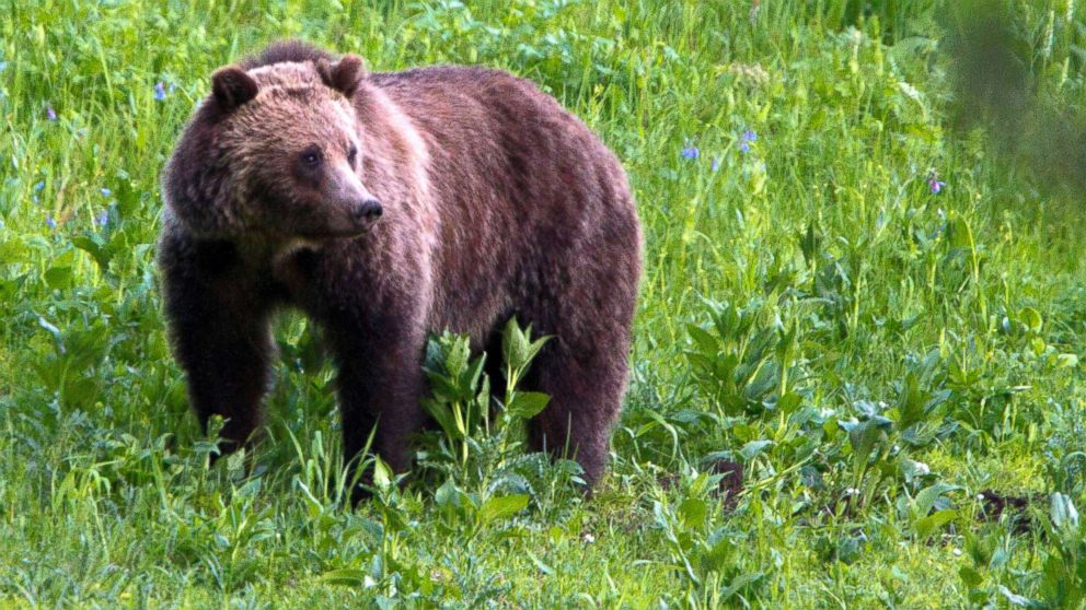 PHOTO: A grizzly bear roams near Beaver Lake in Yellowstone National Park, Wyo., July 6, 2011.