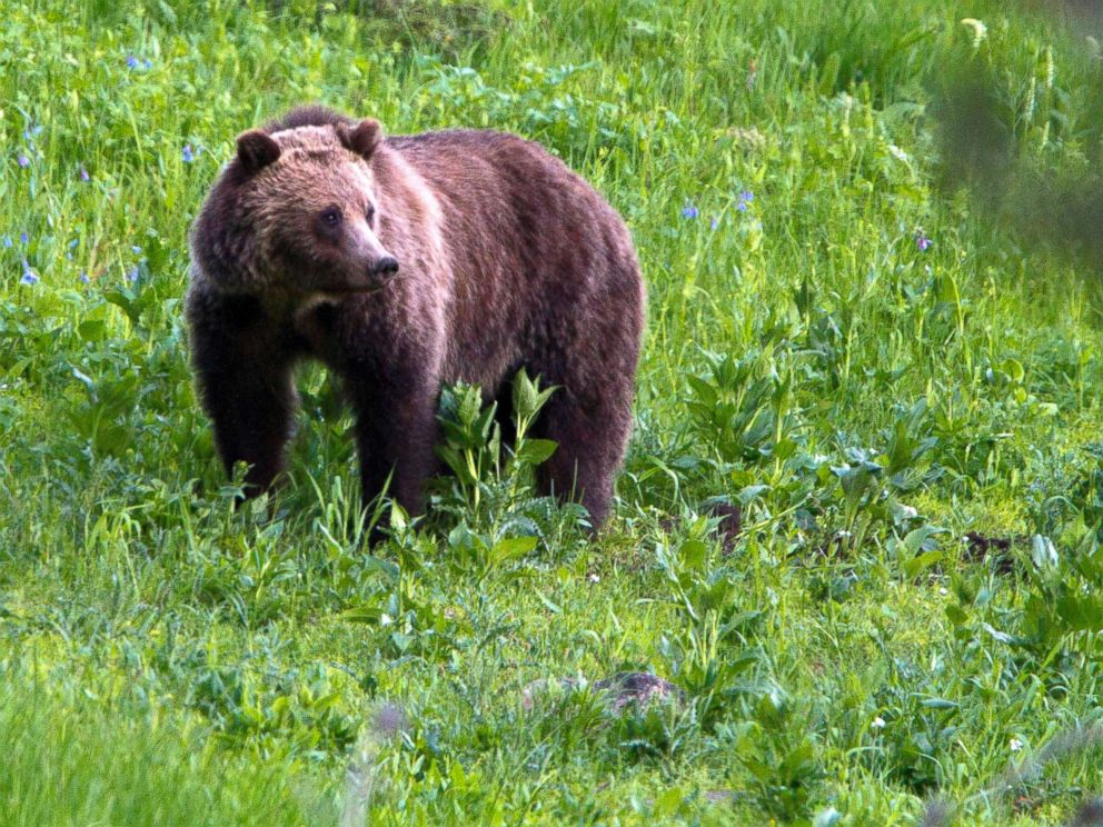 PHOTO: A grizzly bear roams near Beaver Lake in Yellowstone National Park, Wyo., July 6, 2011.