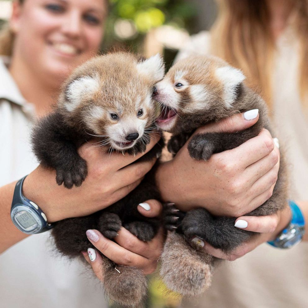 PHOTO: Veterinarians handle six-week old red panda cubs at the Nyiregyhaza Animal Park in Nyiregyhaza, Hungary, Aug. 2, 2019.