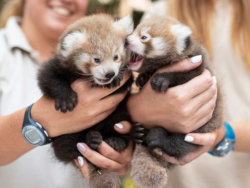 PHOTO: Veterinarians handle six-week old red panda cubs at the Nyiregyhaza Animal Park in Nyiregyhaza, Hungary, Aug. 2, 2019.