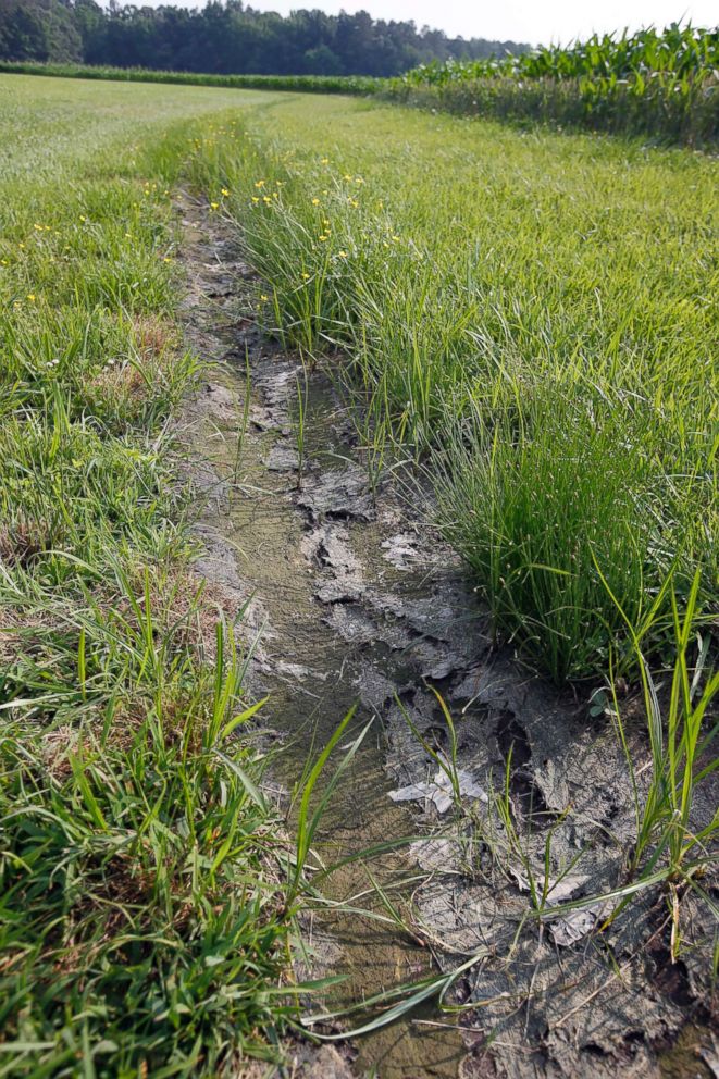 PHOTO: This file photo dated June 11, 2015, shows a dry water ditch next to a corn field in Cordova, Md.