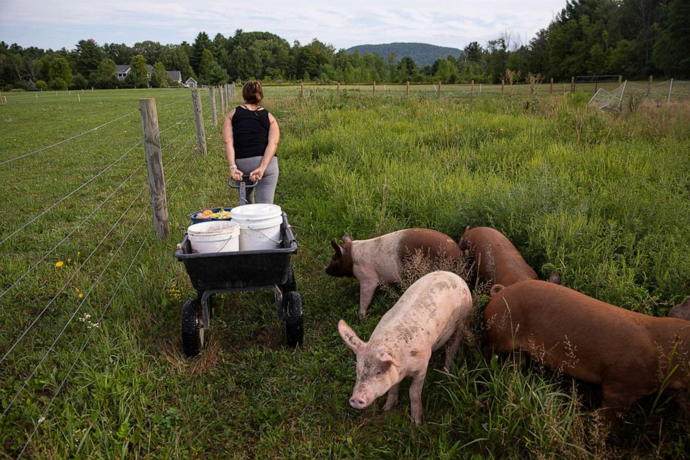 PHOTO: A farmer wheels a cart with organic pellet food and food scraps to feed her pigs in Charlotte, Vt., Aug. 13, 2020.