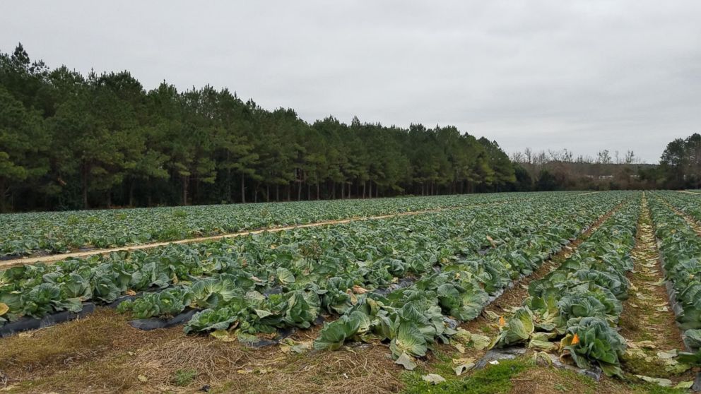 PHOTO: Bill Brim says farmers in Georgia are hurting during the government shutdown.