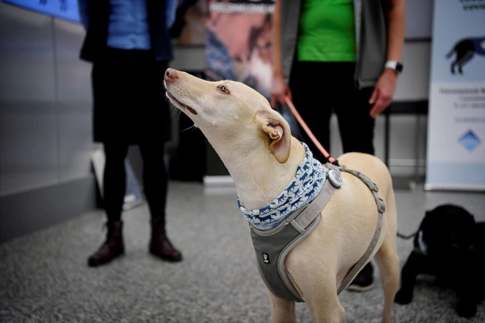 PHOTO: Kossi, one of the sniffer dogs being trained to detect COVID-19 from the arriving passengers' samples, is seen at Helsinki Airport in Vantaa, Finland, Sept. 22, 2020.