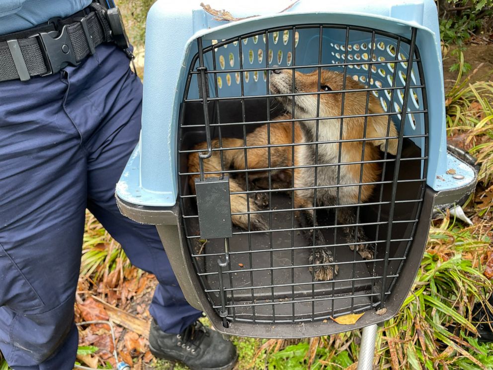 PHOTO: Capitol Police posted photos of a fox captured on the grounds of the Capitol, April 5, 2022.