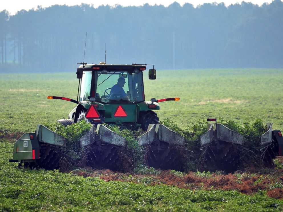 PHOTO: Ray Morris plows up peanuts at his farm near Leesburg, Ga., Oct. 25, 2012.