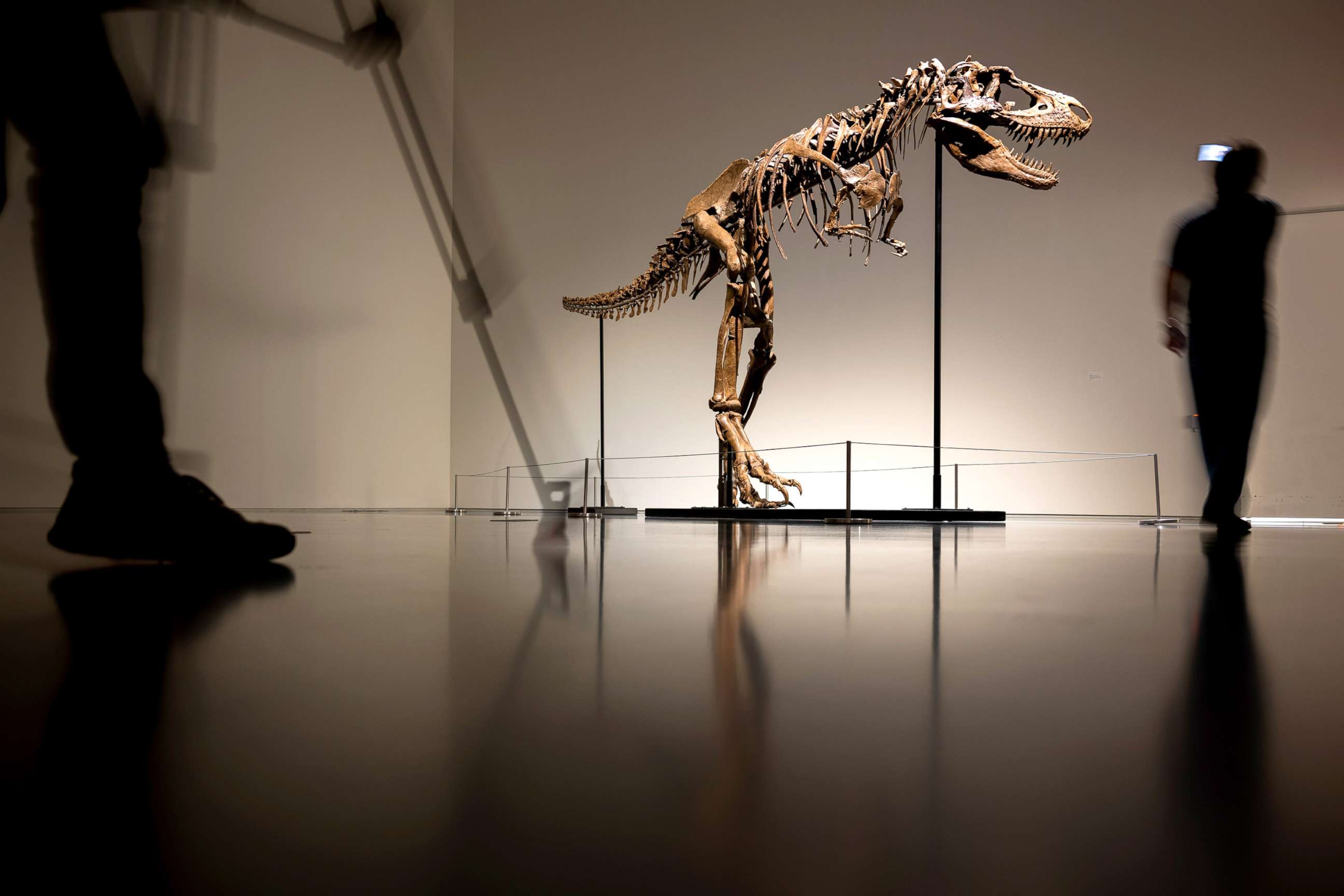 PHOTO: People walk around a Gorgosaurus Skeleton on display during a press preview at Sotheby's on July 5, 2022 in New York City.