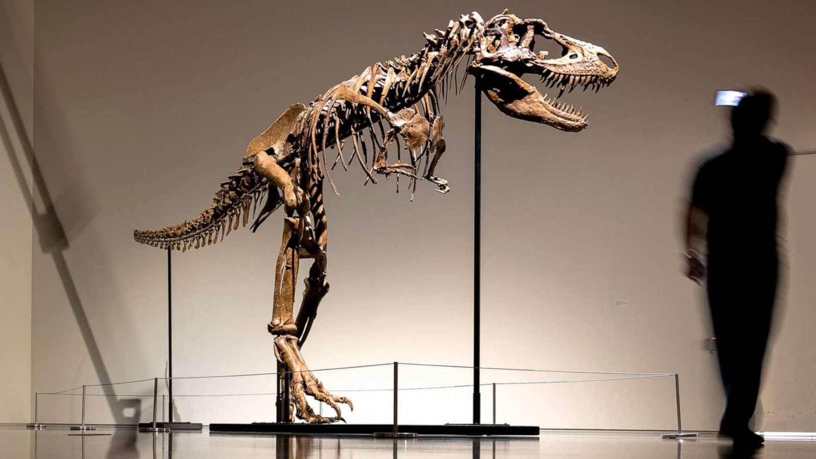 Study refutes claim that T. rex was three separate species