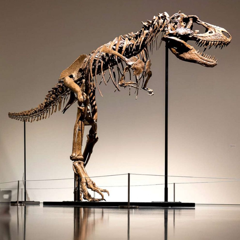 Top 43+ imagen dinosaur fossil
