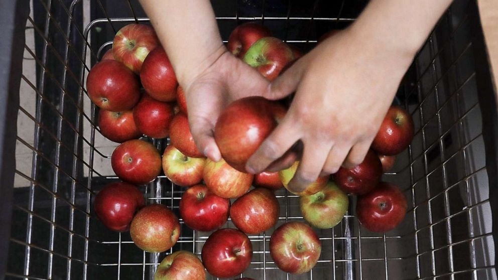 PHOTO: A woman sorts apples at the Reaching Out Community Services food pantry in Brooklyn on May 15, 2017 in New York City.