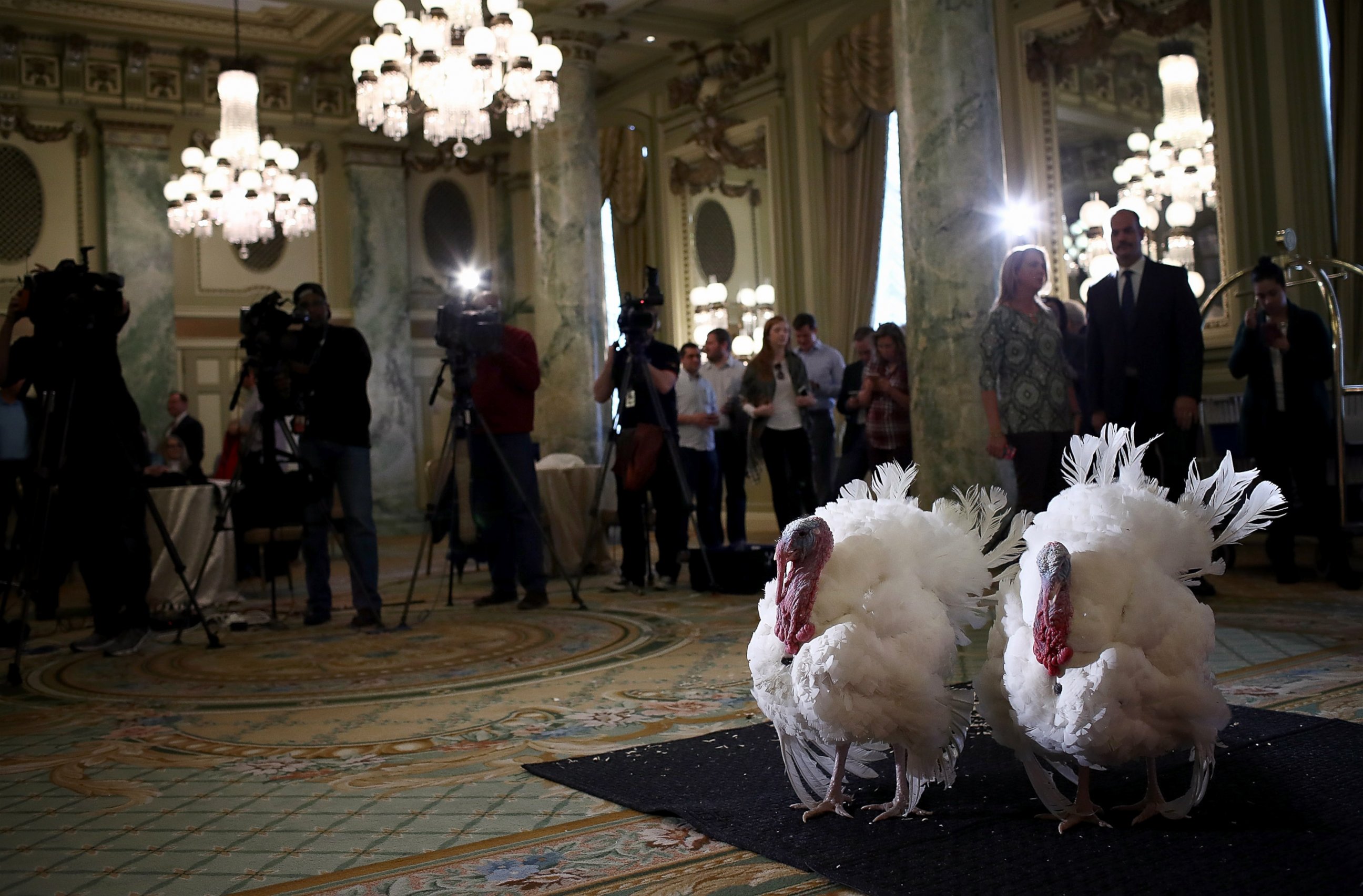 PHOTO: Tater and Tot, the National Thanksgiving Turkey and its alternate, are shown to members of the media during a press conference held by the National Turkey Federation, Nov. 22, 2016 at the Willard Hotel in Washington, D.C.