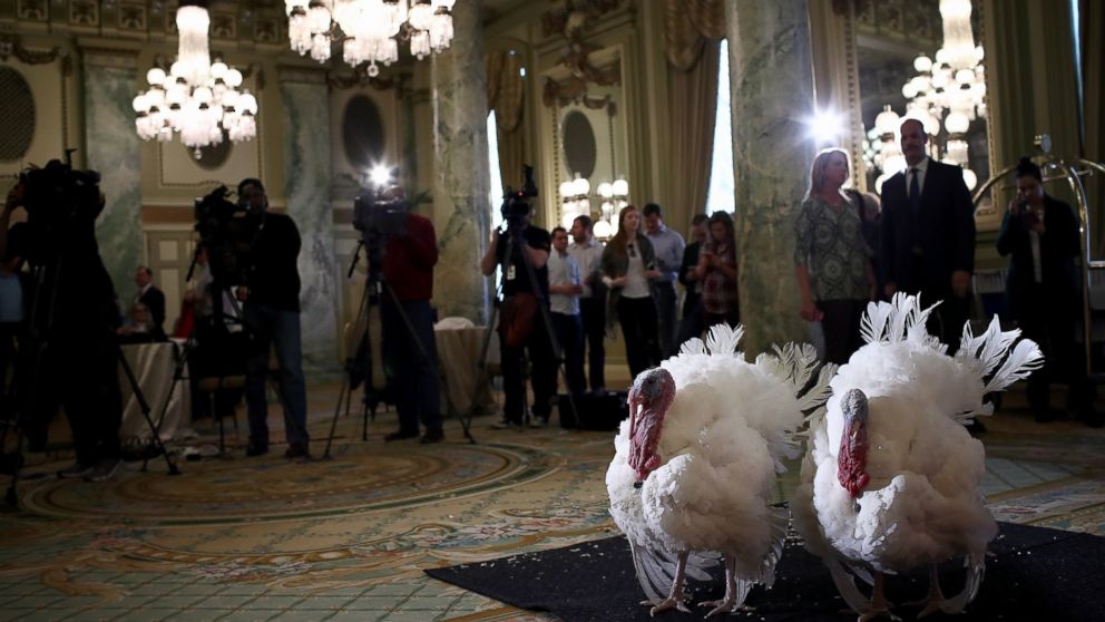 PHOTO: Tater and Tot, the National Thanksgiving Turkey and its alternate, are shown to members of the media during a press conference held by the National Turkey Federation, Nov. 22, 2016 at the Willard Hotel in Washington, D.C.