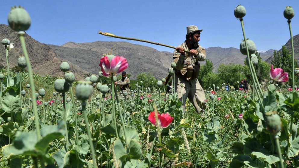 An Afghan security force member destroys an illegal poppy crop in the Noor Gal district of eastern Kunar province of Afghanistan on April 29, 2014.