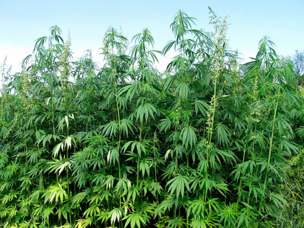 PHOTO: Hemp plants tower above researchers who tend to them at a research farm in Lexington, Ky. 