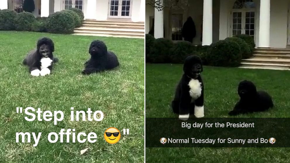 White House's New Snapchat Account Is Heavy on Sunny and Bo - ABC News