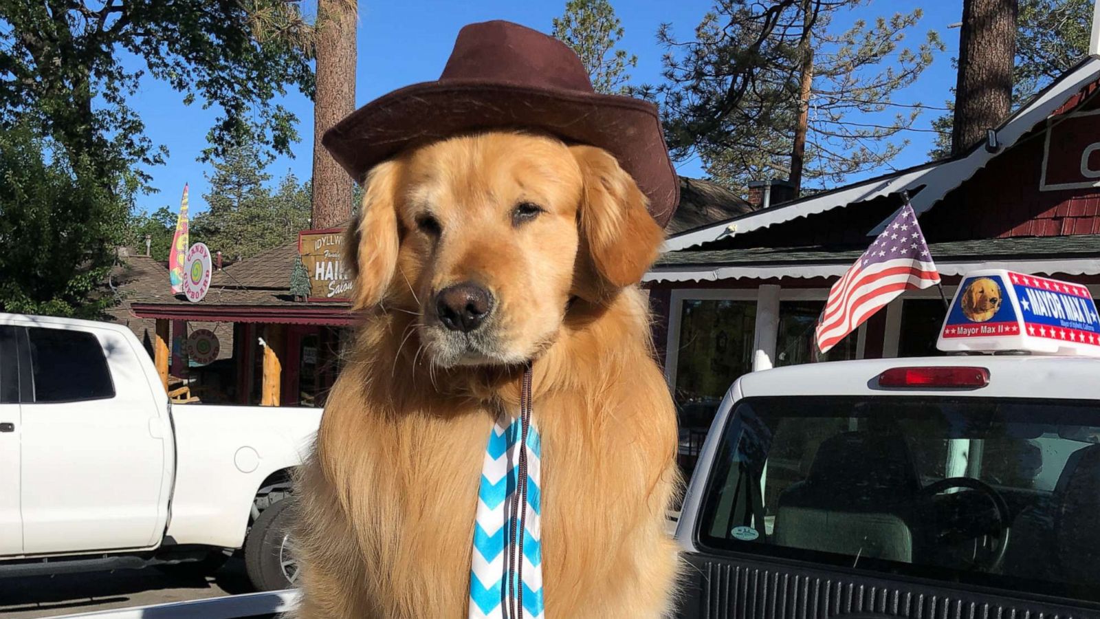 Southern California city elects a paw-litician for life - ABC News