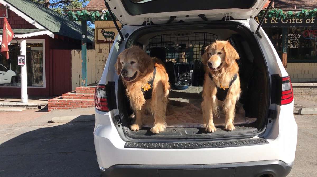 PHOTO: Idyllwild’s Mayor Max II’s golden retriever deputies sit in the back of their mayoral vehicle in downtown Idyllwild, Calif., June 7, 2019.