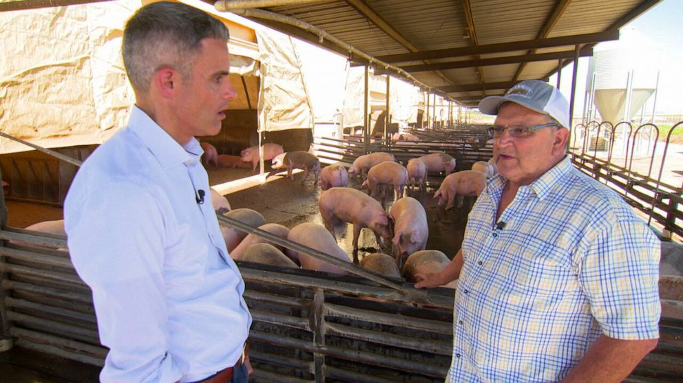 PHOTO: Jerry Coelho, owner of Terra Linda Farms in Riverdale, Calif., raises several hundred pigs in conditions that comply with Prop 12. His gestation crates allow sows to come and go freely.