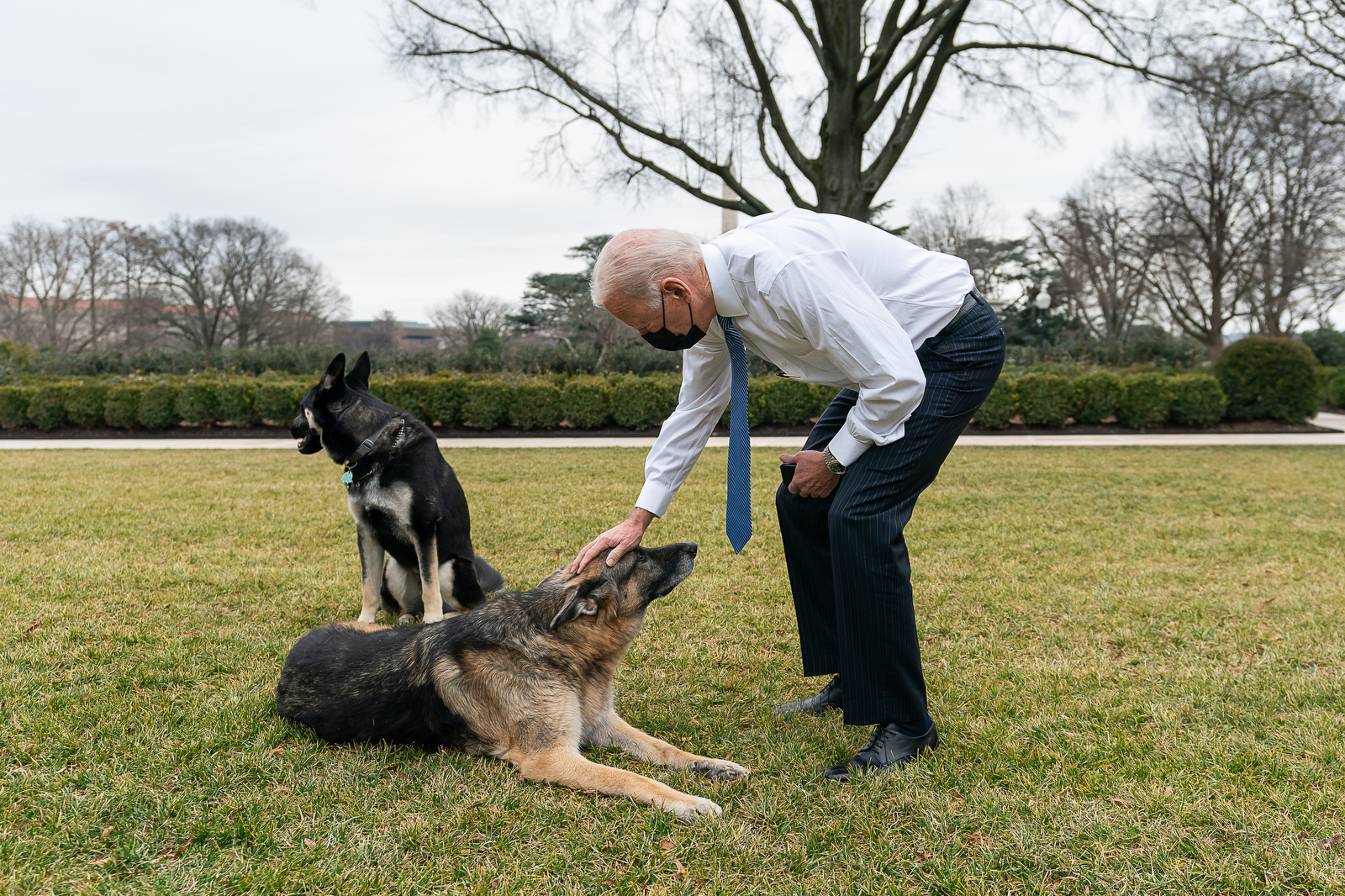PHOTO: President Joe Biden greets the Biden's dogs Champ and Major in the Rose Garden of the White House, in Washington, Jan. 25, 2021.