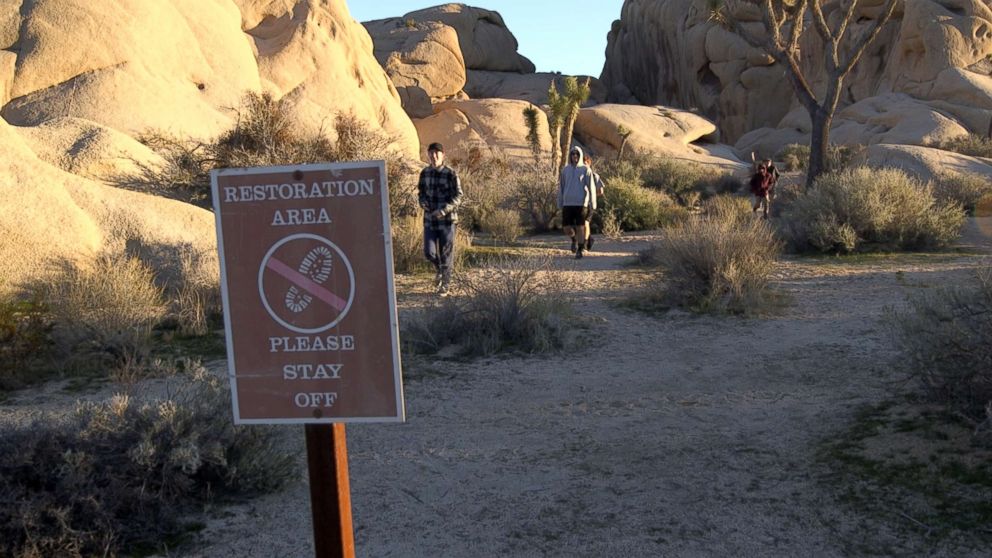 PHOTO: Visitors walk through a sensitive "restoration area" at Joshua Tree National Park in January 2019, during a partial government shutdown.