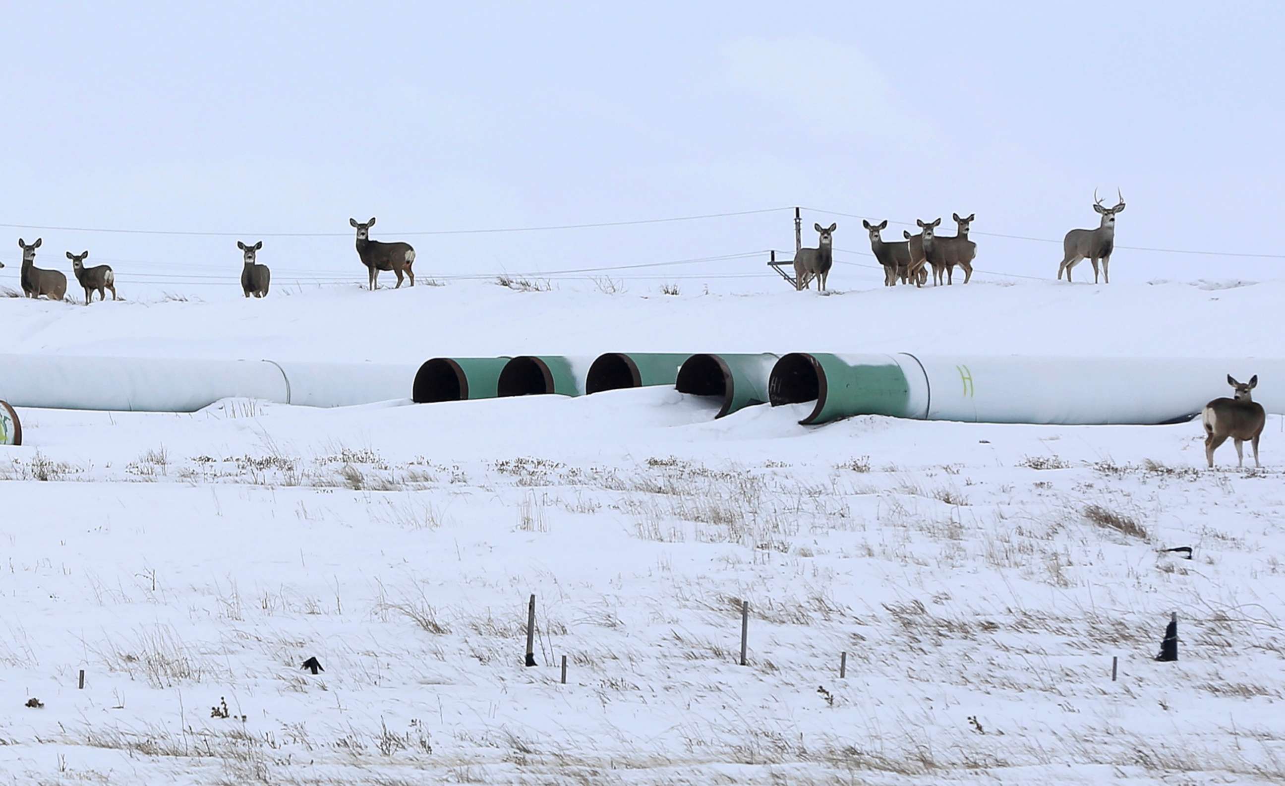 PHOTO: Deer gather at a depot used to store pipes for the planned Keystone XL oil pipeline in Gascoyne, N.D., Jan. 25, 2017.