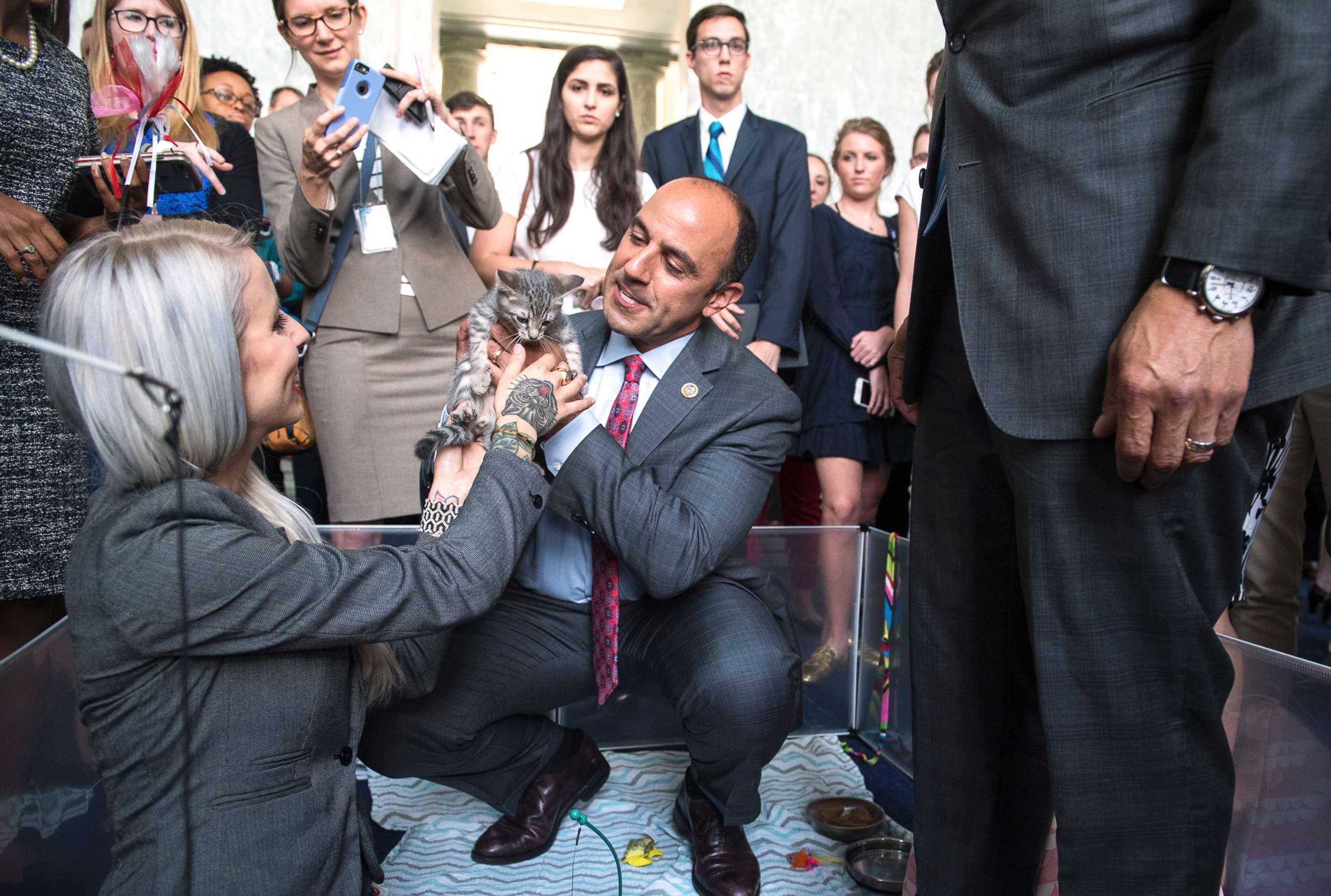 PHOTO: Rep. Jimmy Panetta, center, Hannah Shaw, an animal advocate know as "Kitten Lady," play with kittens during a event on bipartisan legislation to end the Department of Agriculture's scientific testing on kittens, June 7, 2018.