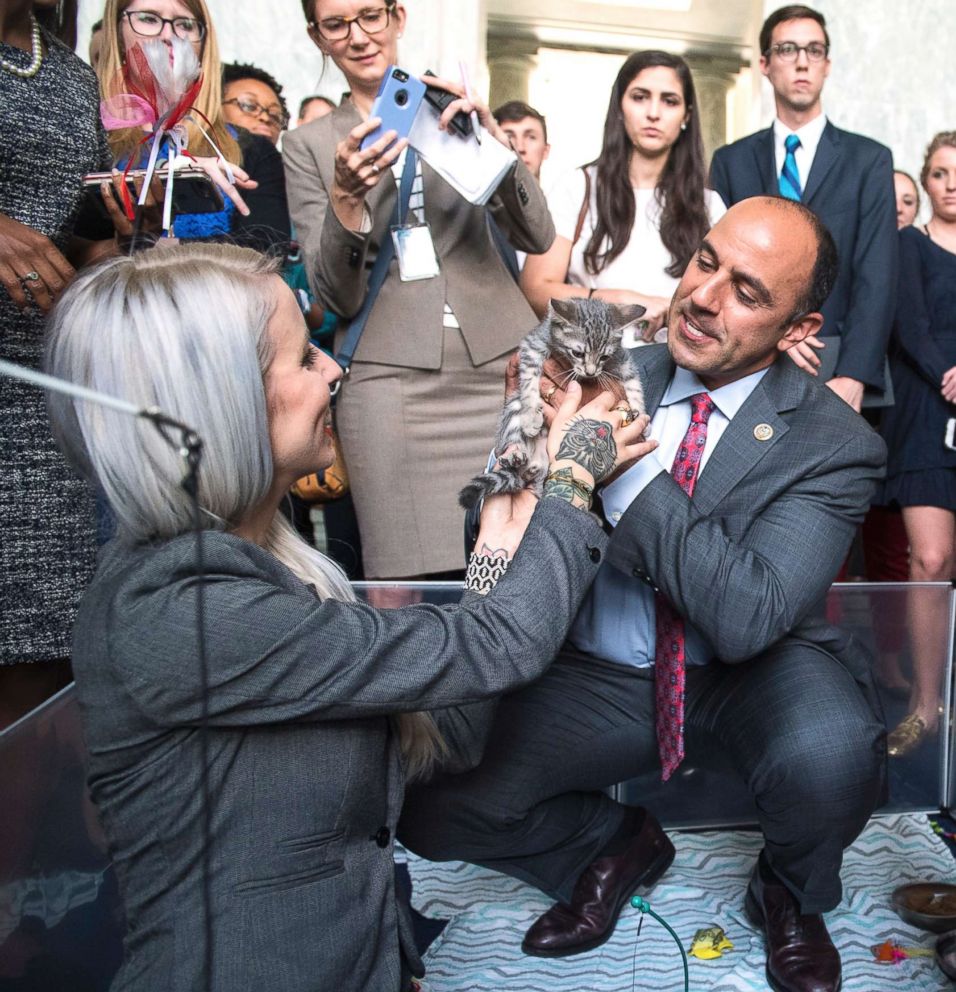 PHOTO: Rep. Jimmy Panetta, center, Hannah Shaw, an animal advocate know as "Kitten Lady," play with kittens during a event on bipartisan legislation to end the Department of Agriculture's scientific testing on kittens, June 7, 2018.