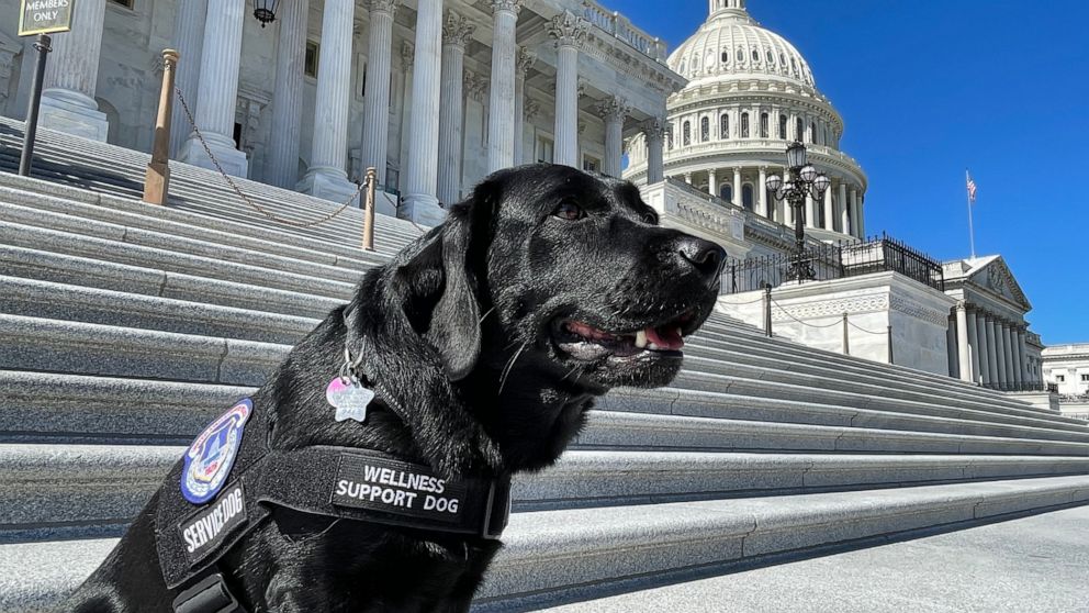PHOTO: Lila, one of two new Capitol Hill Police Wellness dogs reports for duty, in an undated photo.