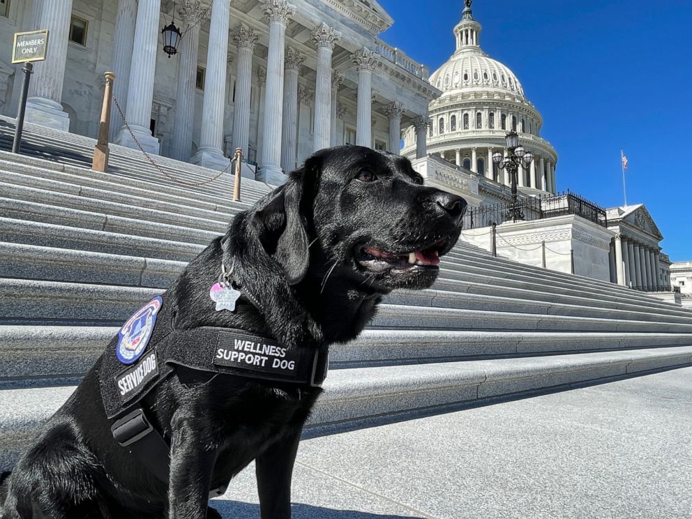 Capitals welcome service dog in training - WTOP News